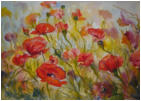 Mohnbl�ten, 2008