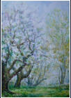 Fr�hlingsb�ume, 2009