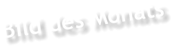Bild des Monats